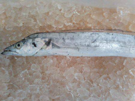 阿南市の椿泊でタチウオとシオと小アジ